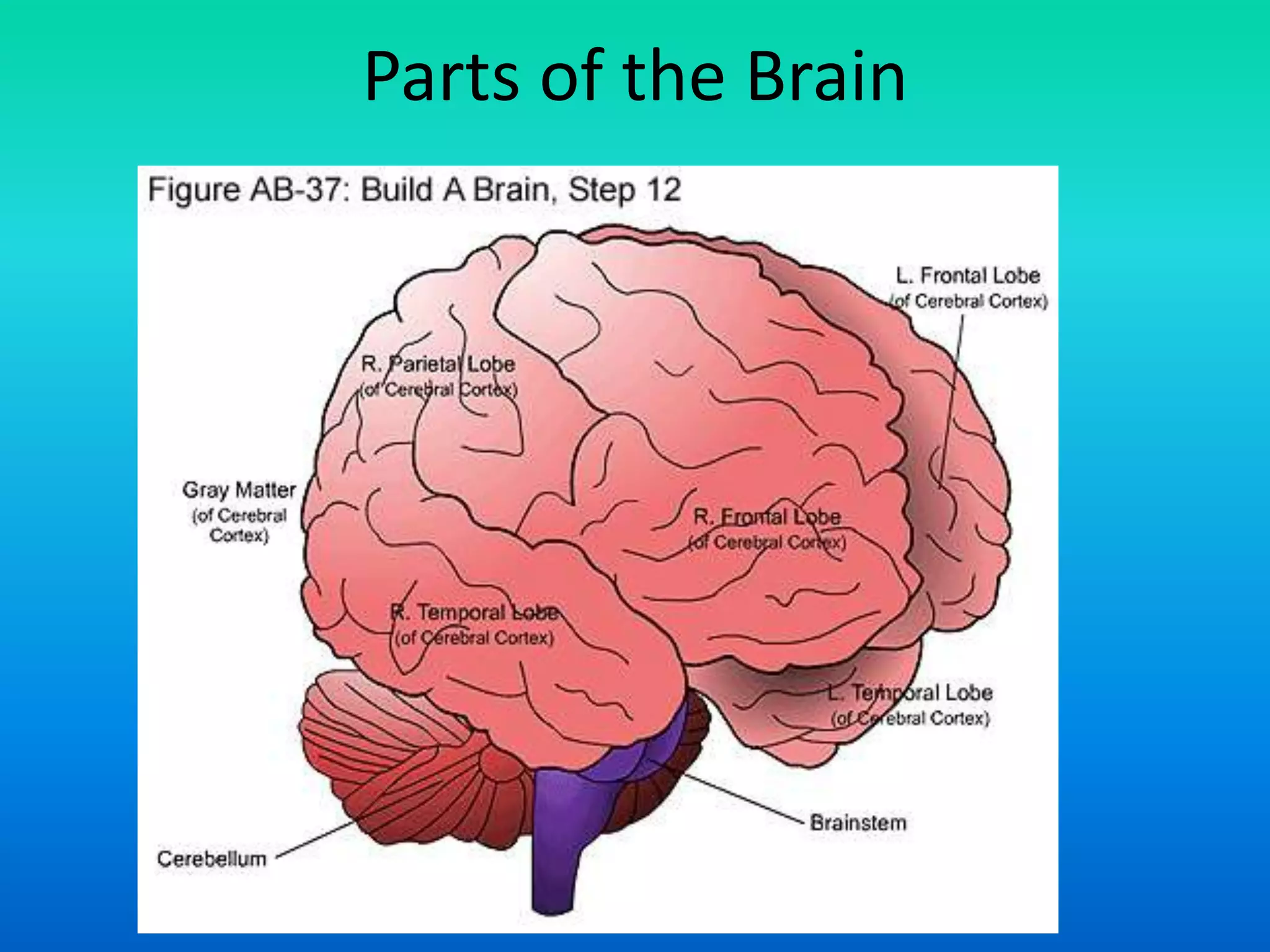 Parts of the Brain
 