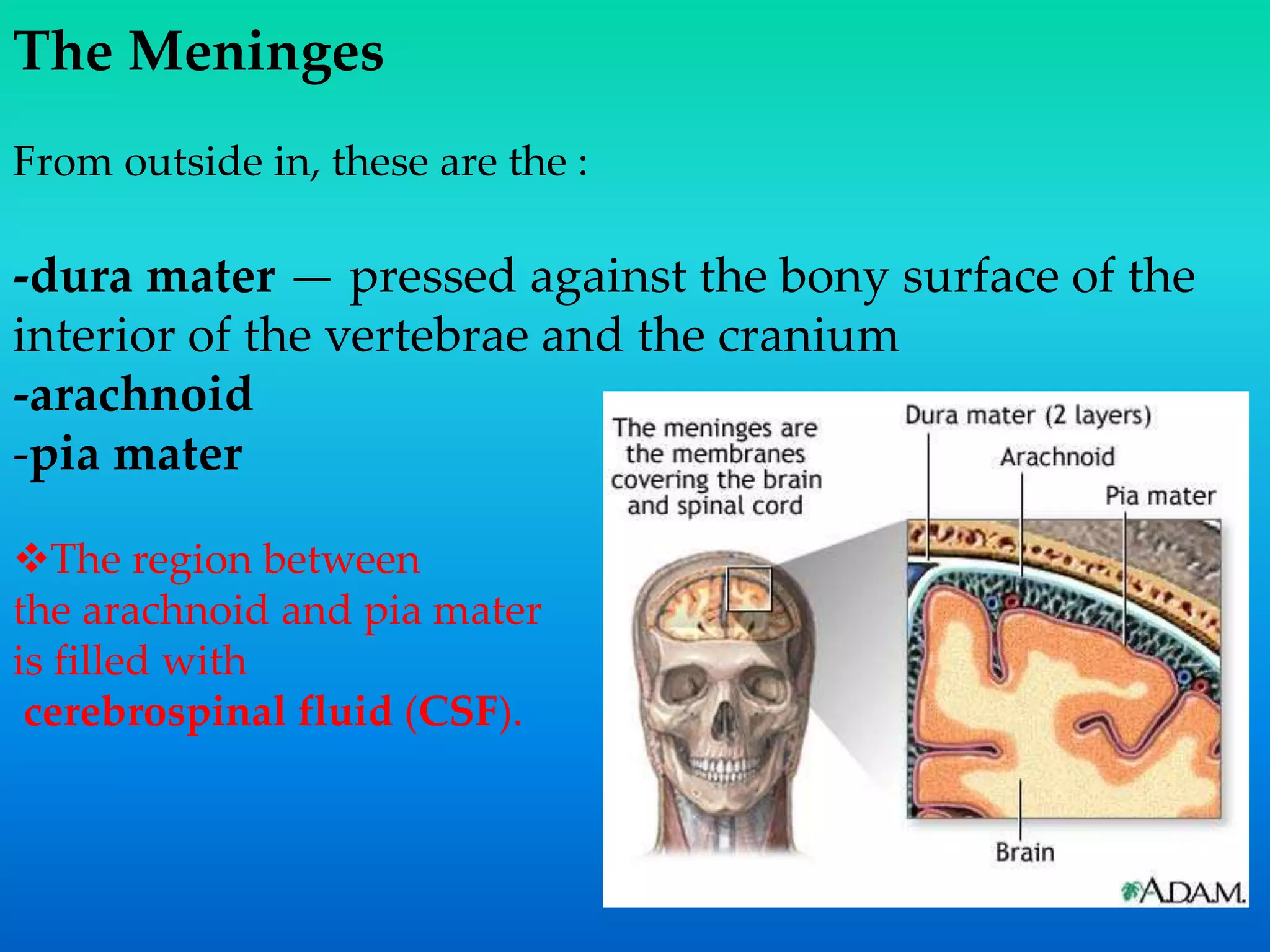 The Meninges
From outside in, these are the :
-dura mater — pressed against the bony surface of the
interior of the vertebrae and the cranium
-arachnoid
-pia mater
The region between
the arachnoid and pia mater
is filled with
cerebrospinal fluid (CSF).
 