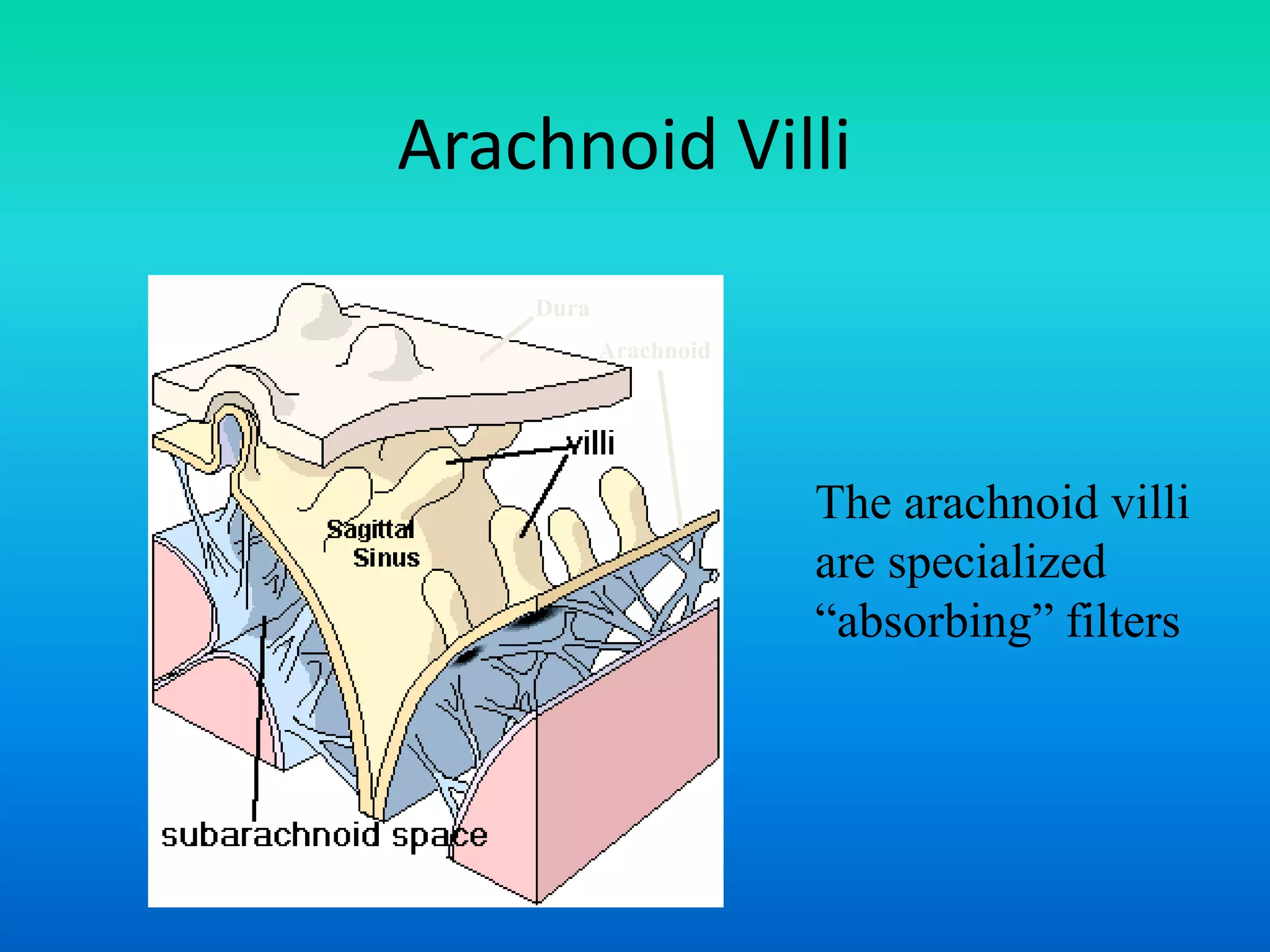 Arachnoid Villi
Arachnoid
Dura
The arachnoid villi
are specialized
“absorbing” filters
 