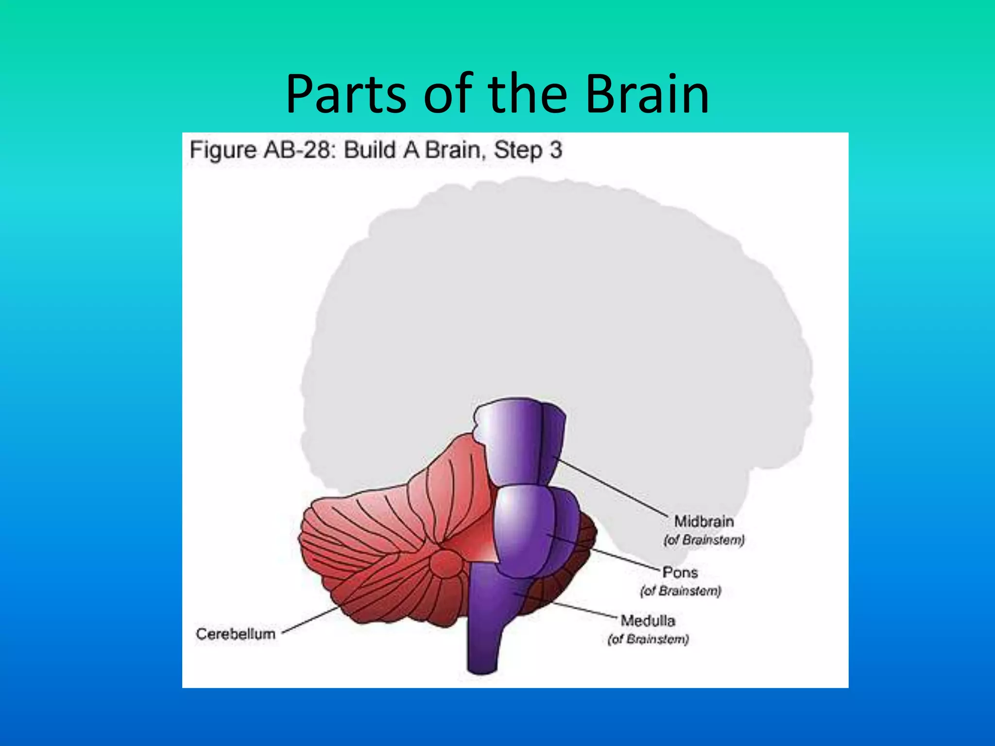 Parts of the Brain
 
