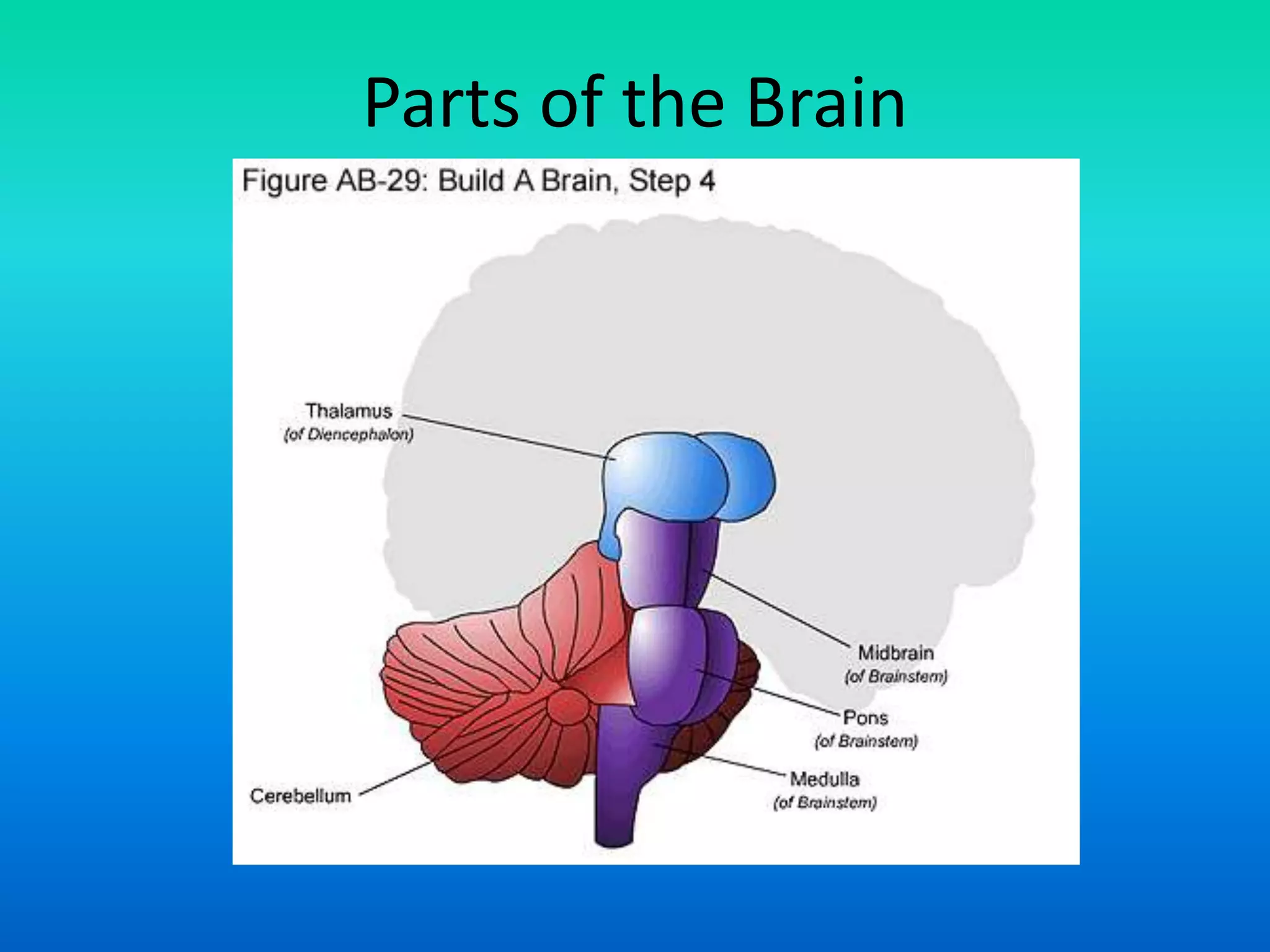 Parts of the Brain
 