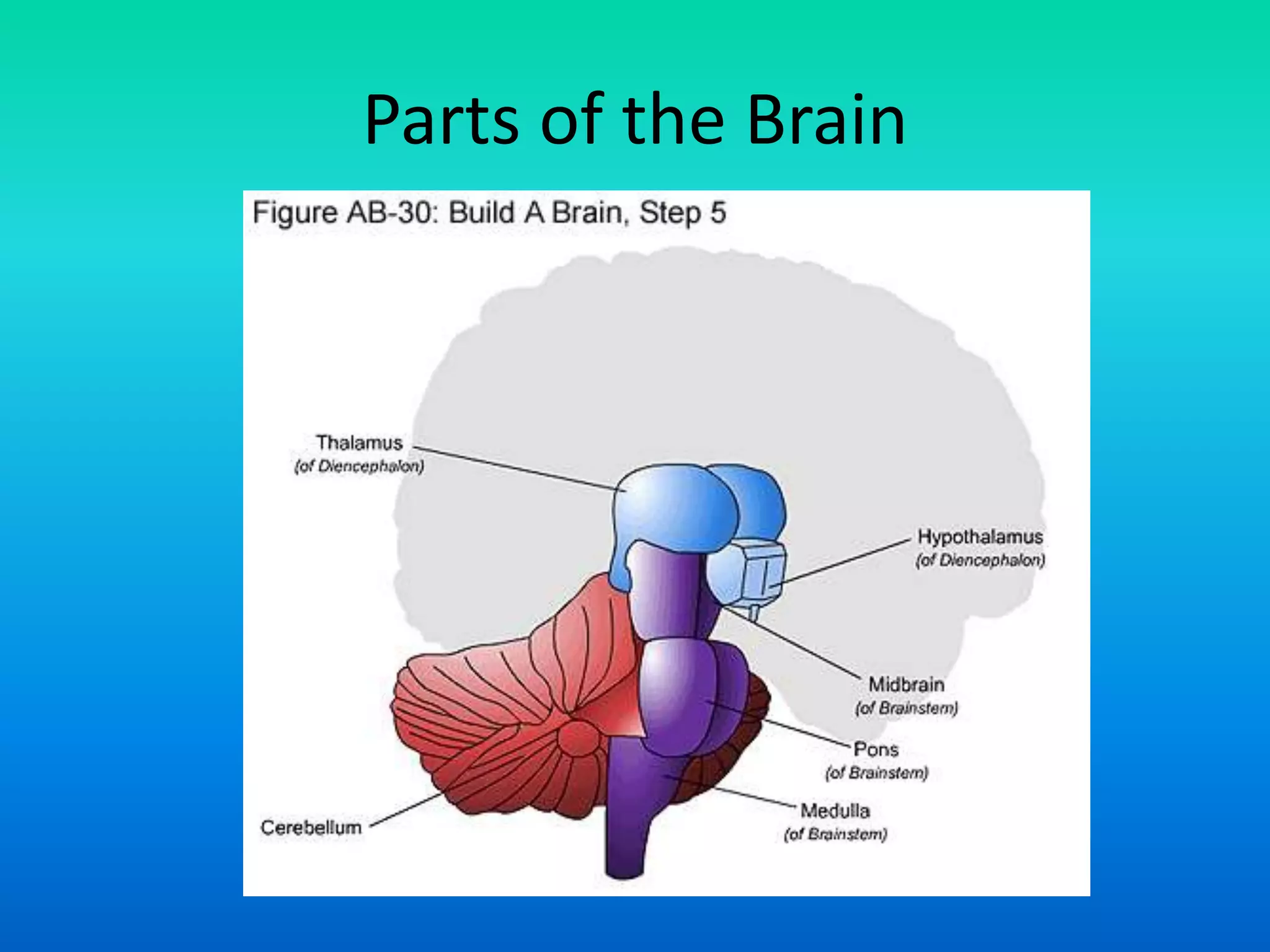 Parts of the Brain
 
