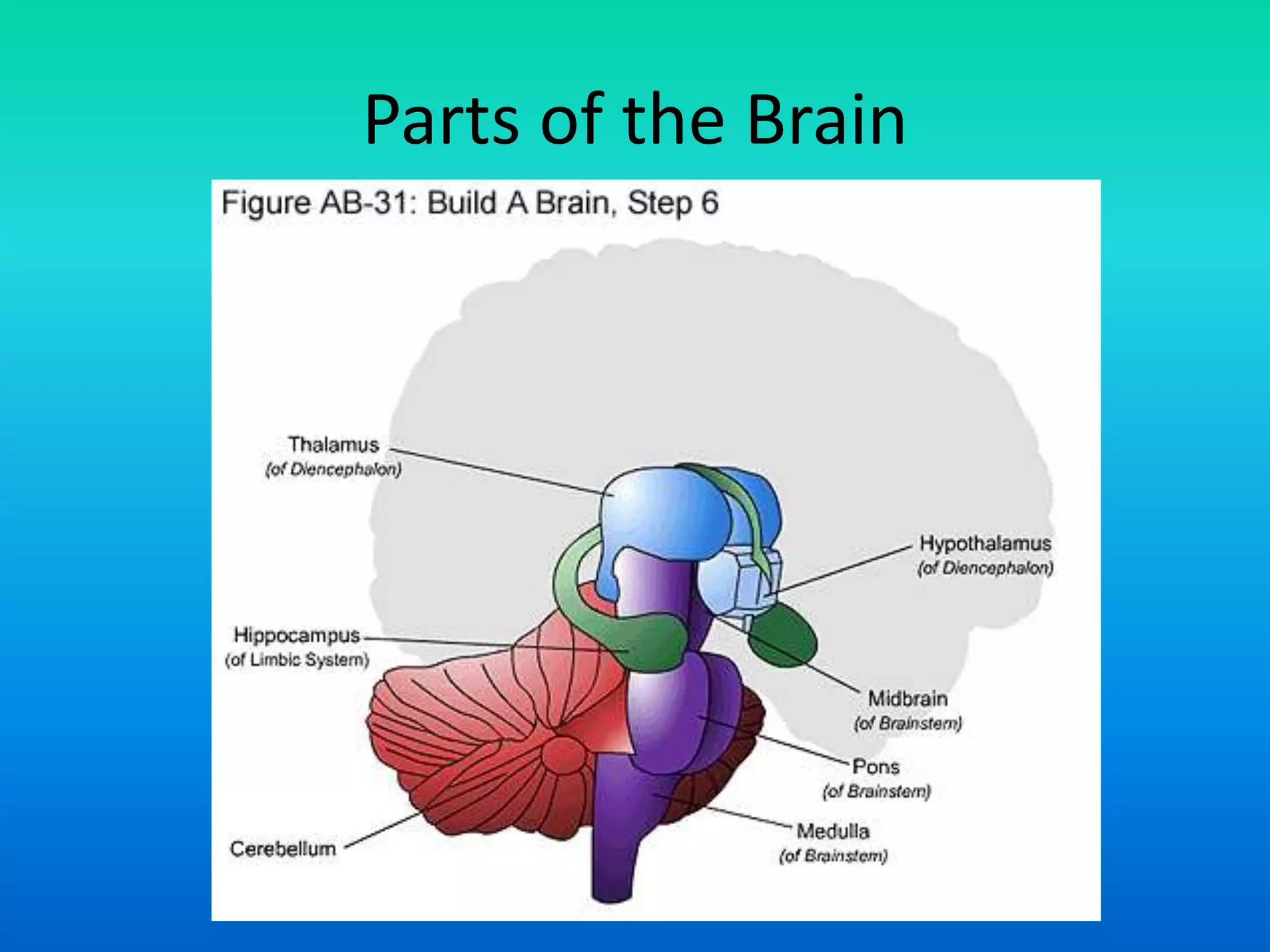 Parts of the Brain
 
