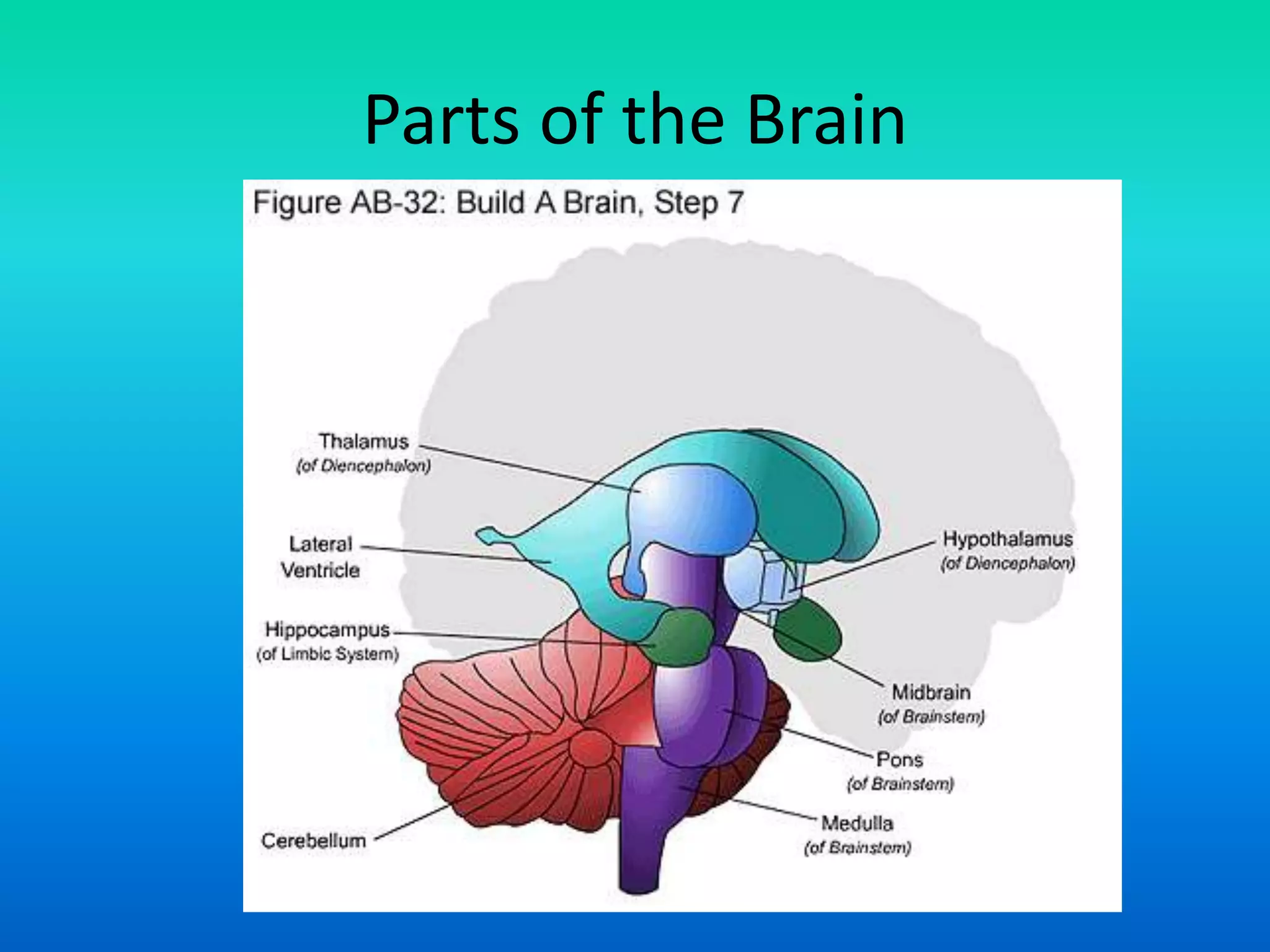 Parts of the Brain
 