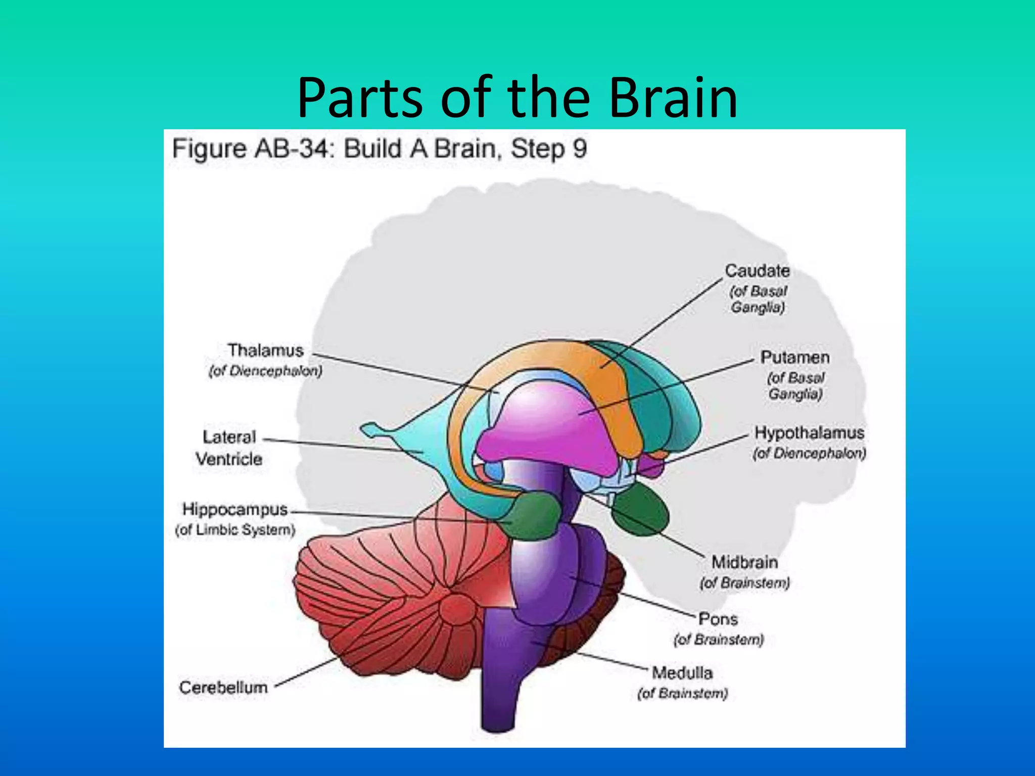 Parts of the Brain
 