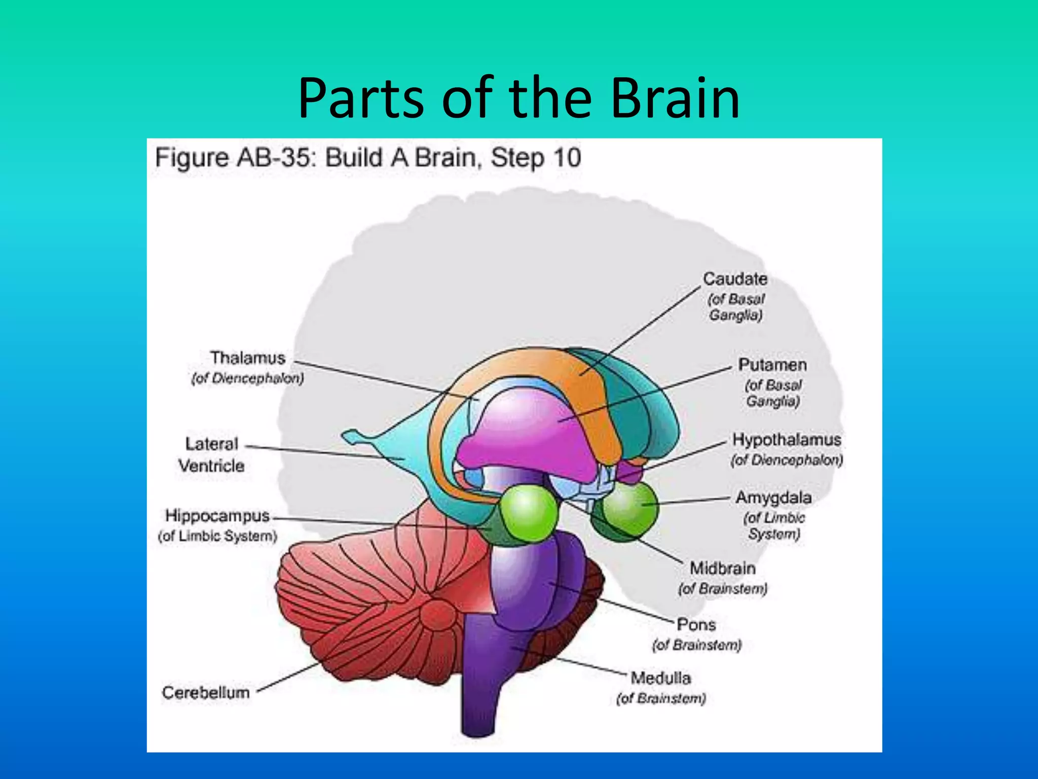 Parts of the Brain
 