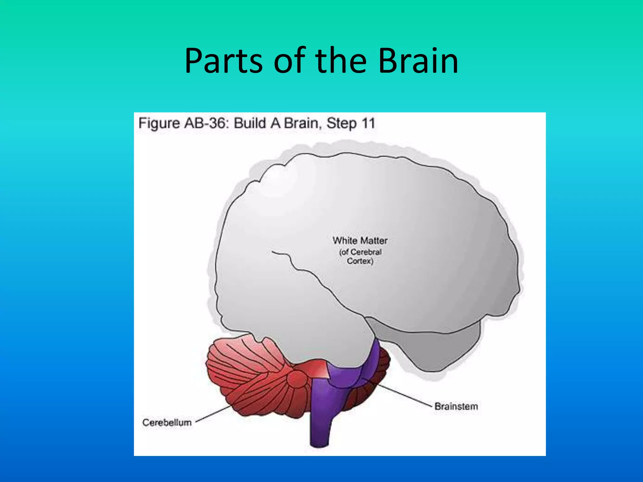 Parts of the Brain
 