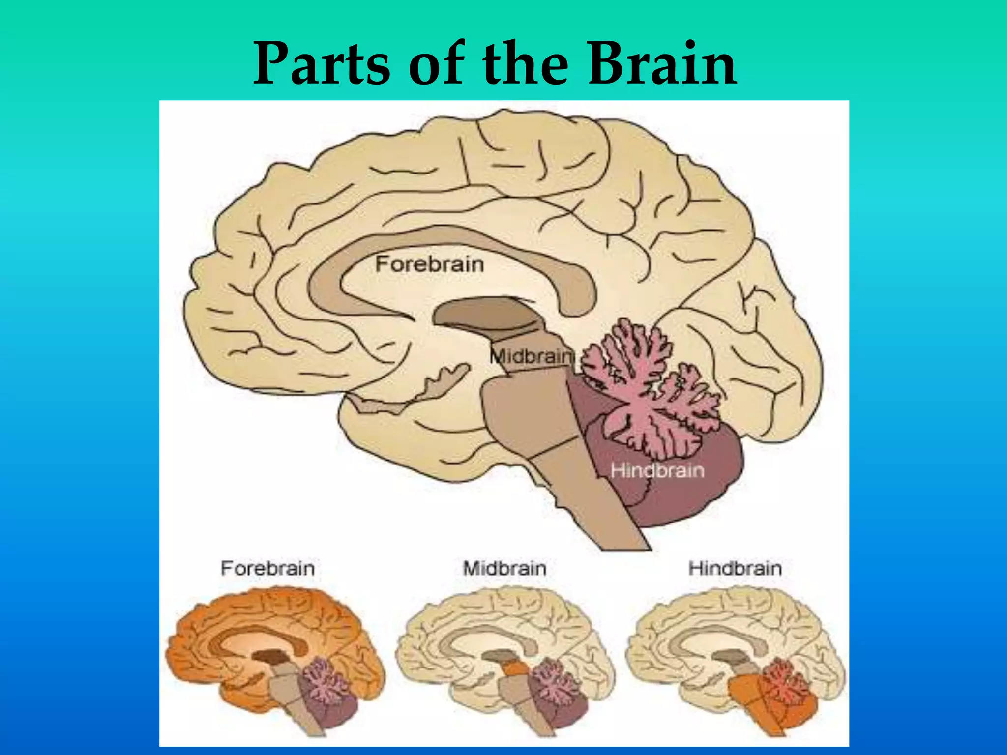 Parts of the Brain
 