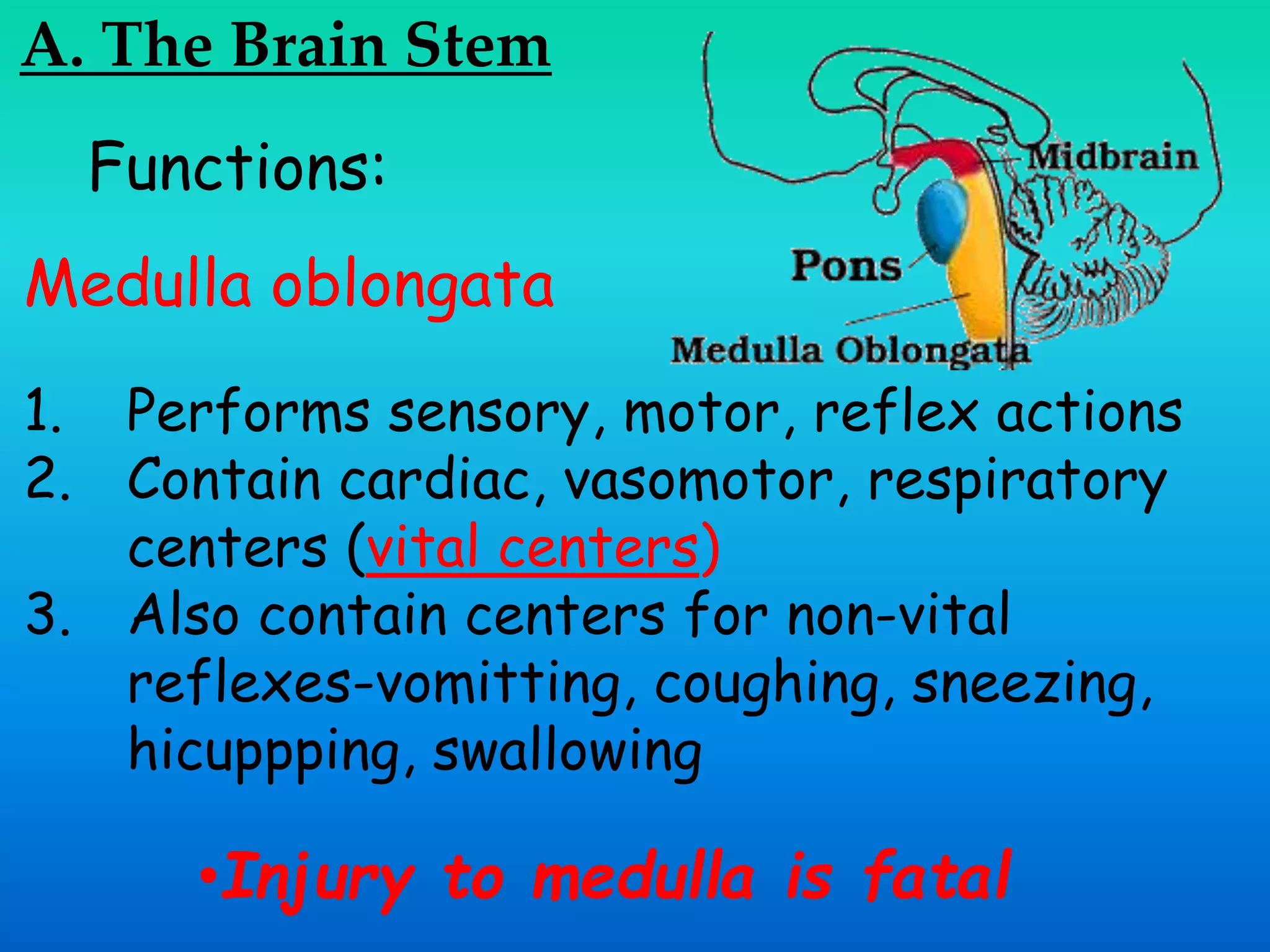 A. The Brain Stem
Functions:
Medulla oblongata
1. Performs sensory, motor, reflex actions
2. Contain cardiac, vasomotor, respiratory
centers (vital centers)
3. Also contain centers for non-vital
reflexes-vomitting, coughing, sneezing,
hicuppping, swallowing
•Injury to medulla is fatal
 