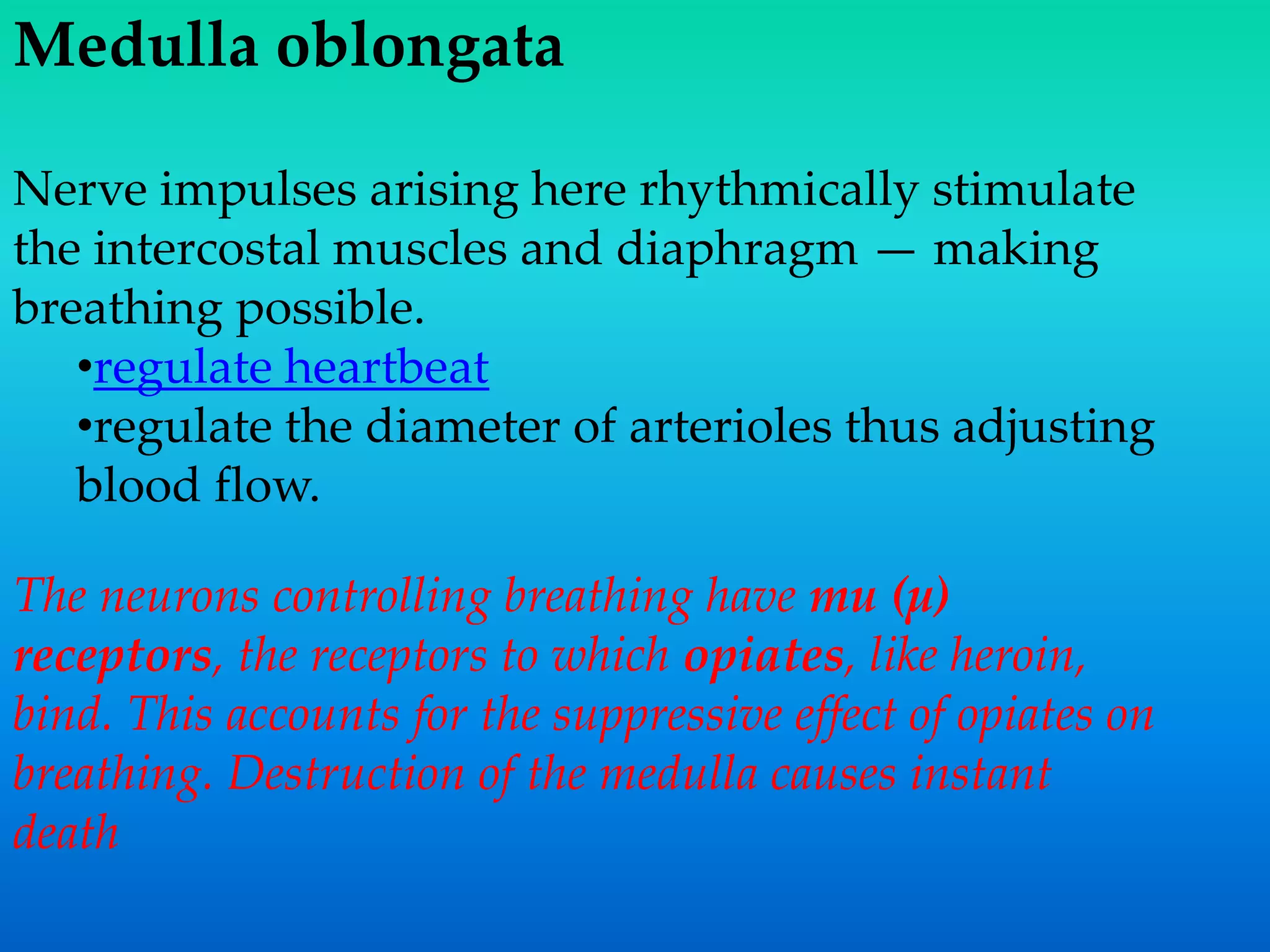 Medulla oblongata
Nerve impulses arising here rhythmically stimulate
the intercostal muscles and diaphragm — making
breathing possible.
•regulate heartbeat
•regulate the diameter of arterioles thus adjusting
blood flow.
The neurons controlling breathing have mu (µ)
receptors, the receptors to which opiates, like heroin,
bind. This accounts for the suppressive effect of opiates on
breathing. Destruction of the medulla causes instant
death
 