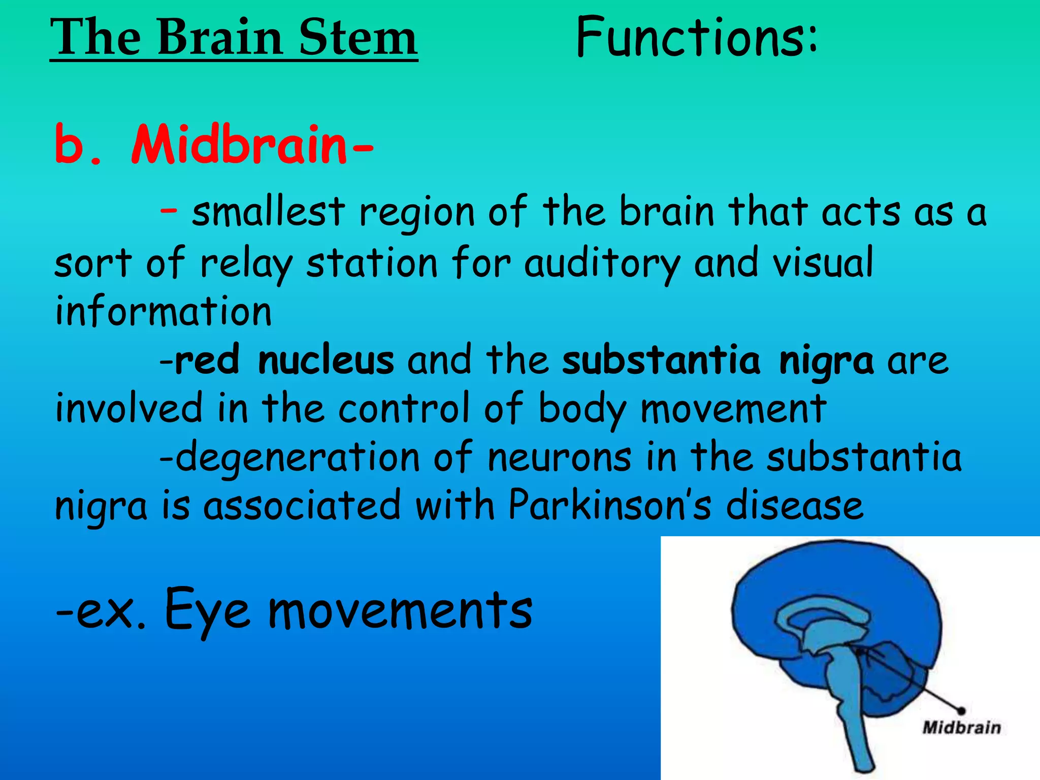 The Brain Stem Functions:
b. Midbrain-
- smallest region of the brain that acts as a
sort of relay station for auditory and visual
information
-red nucleus and the substantia nigra are
involved in the control of body movement
-degeneration of neurons in the substantia
nigra is associated with Parkinson’s disease
-ex. Eye movements
 