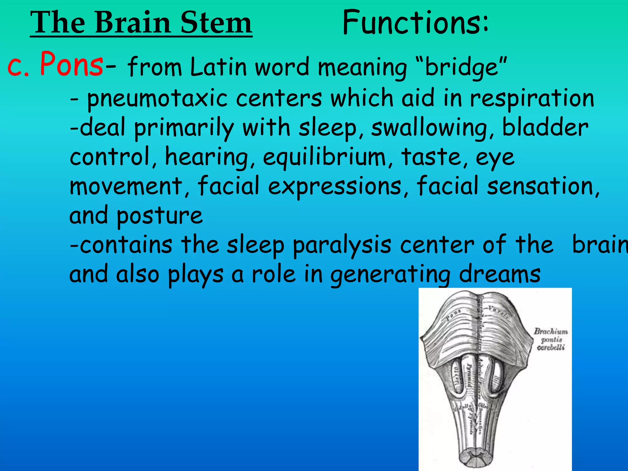 The Brain Stem Functions:
c. Pons- from Latin word meaning “bridge”
- pneumotaxic centers which aid in respiration
-deal primarily with sleep, swallowing, bladder
control, hearing, equilibrium, taste, eye
movement, facial expressions, facial sensation,
and posture
-contains the sleep paralysis center of the brain
and also plays a role in generating dreams
 