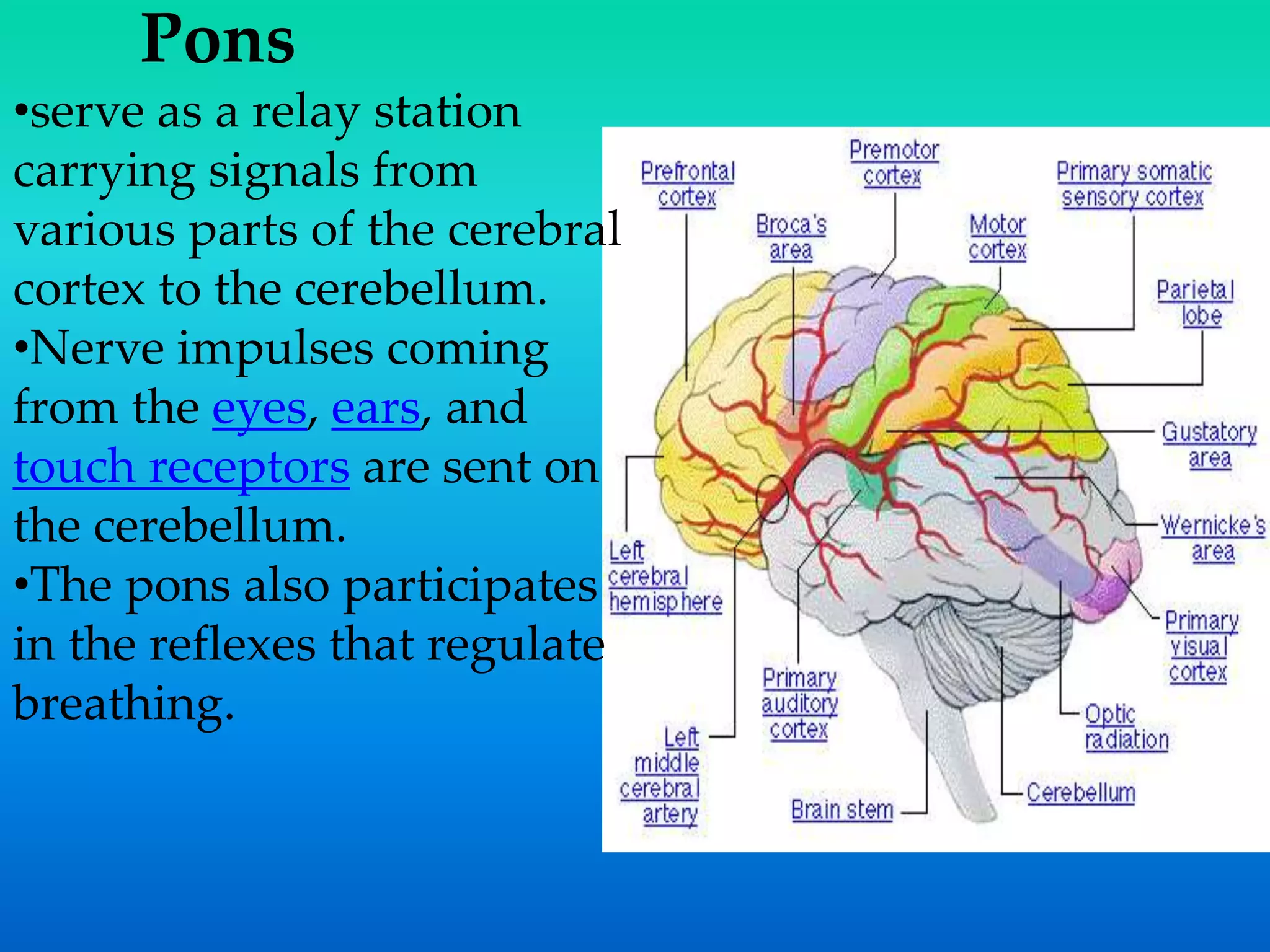 Pons
•serve as a relay station
carrying signals from
various parts of the cerebral
cortex to the cerebellum.
•Nerve impulses coming
from the eyes, ears, and
touch receptors are sent on
the cerebellum.
•The pons also participates
in the reflexes that regulate
breathing.
 