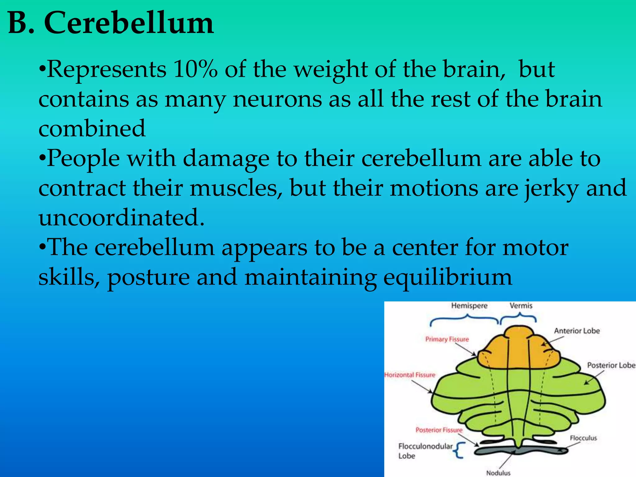 •Represents 10% of the weight of the brain, but
contains as many neurons as all the rest of the brain
combined
•People with damage to their cerebellum are able to
contract their muscles, but their motions are jerky and
uncoordinated.
•The cerebellum appears to be a center for motor
skills, posture and maintaining equilibrium
B. Cerebellum
 