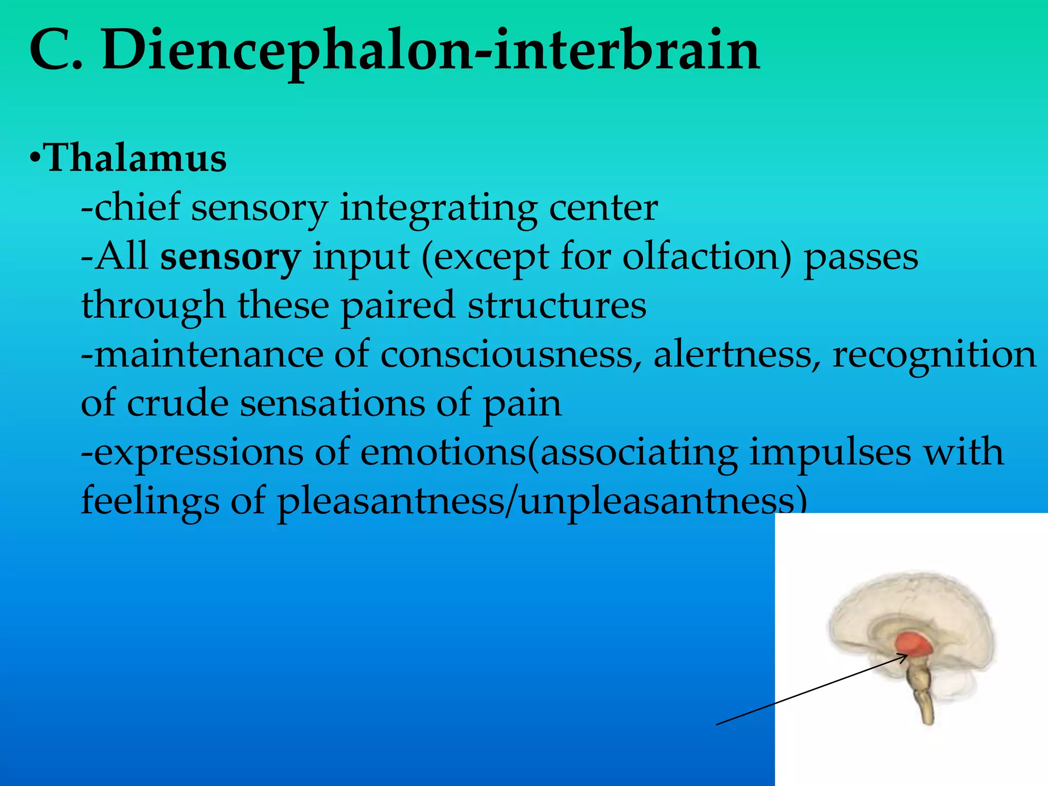 C. Diencephalon-interbrain
•Thalamus
-chief sensory integrating center
-All sensory input (except for olfaction) passes
through these paired structures
-maintenance of consciousness, alertness, recognition
of crude sensations of pain
-expressions of emotions(associating impulses with
feelings of pleasantness/unpleasantness)
 