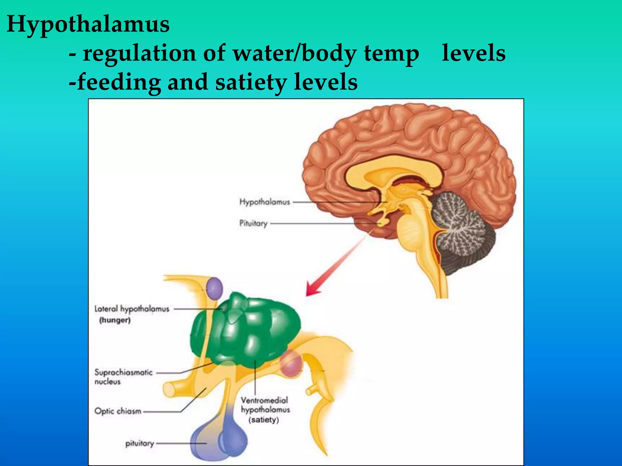 Hypothalamus
- regulation of water/body temp levels
-feeding and satiety levels
 