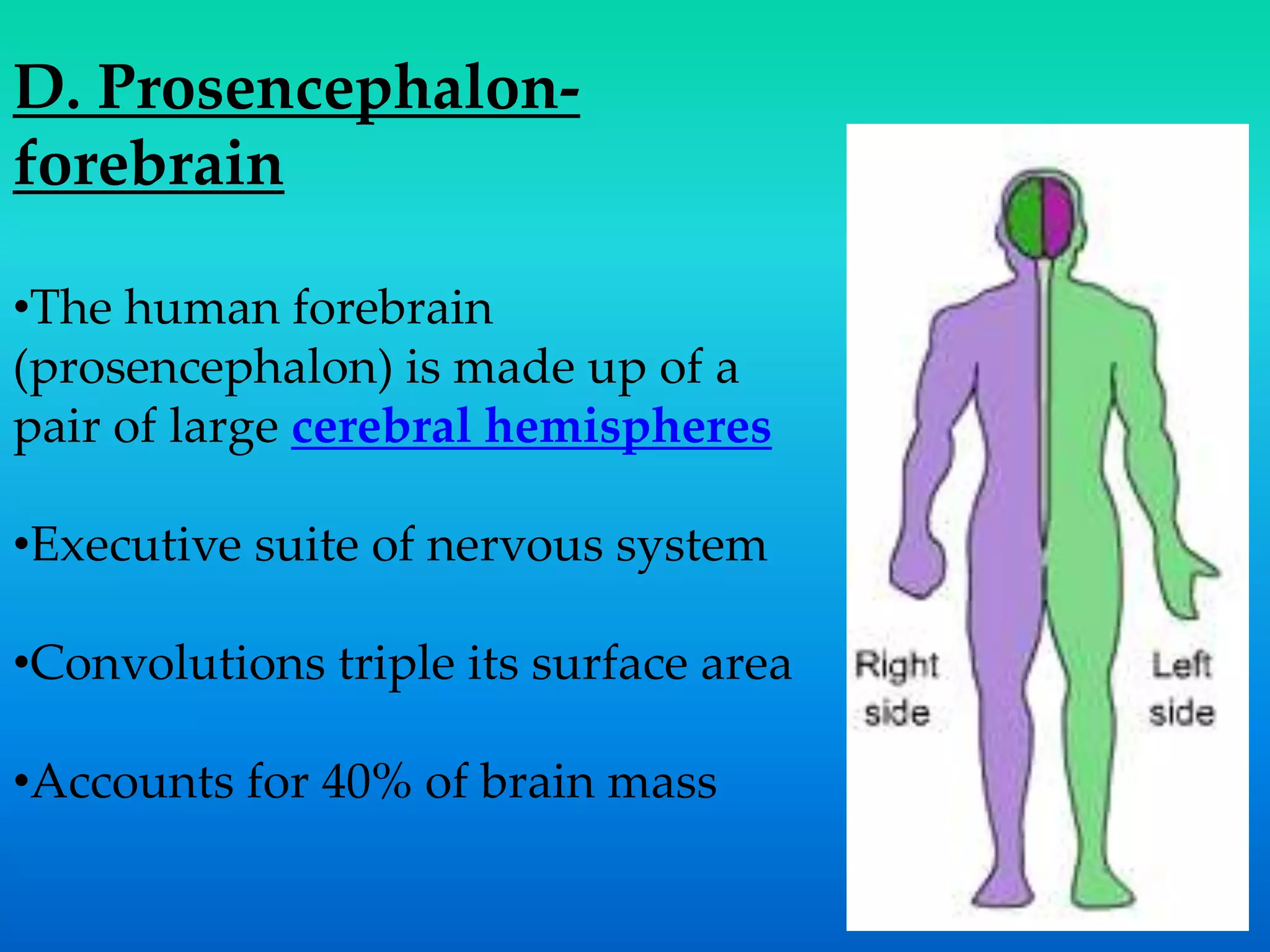 D. Prosencephalon-
forebrain
•The human forebrain
(prosencephalon) is made up of a
pair of large cerebral hemispheres
•Executive suite of nervous system
•Convolutions triple its surface area
•Accounts for 40% of brain mass
 