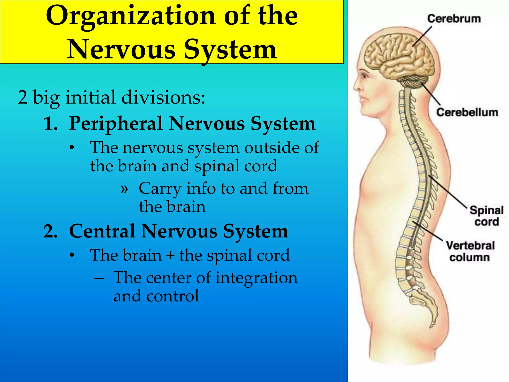 Organization of the
Nervous System
2 big initial divisions:
1. Peripheral Nervous System
• The nervous system outside of
the brain and spinal cord
» Carry info to and from
the brain
2. Central Nervous System
• The brain + the spinal cord
– The center of integration
and control
 