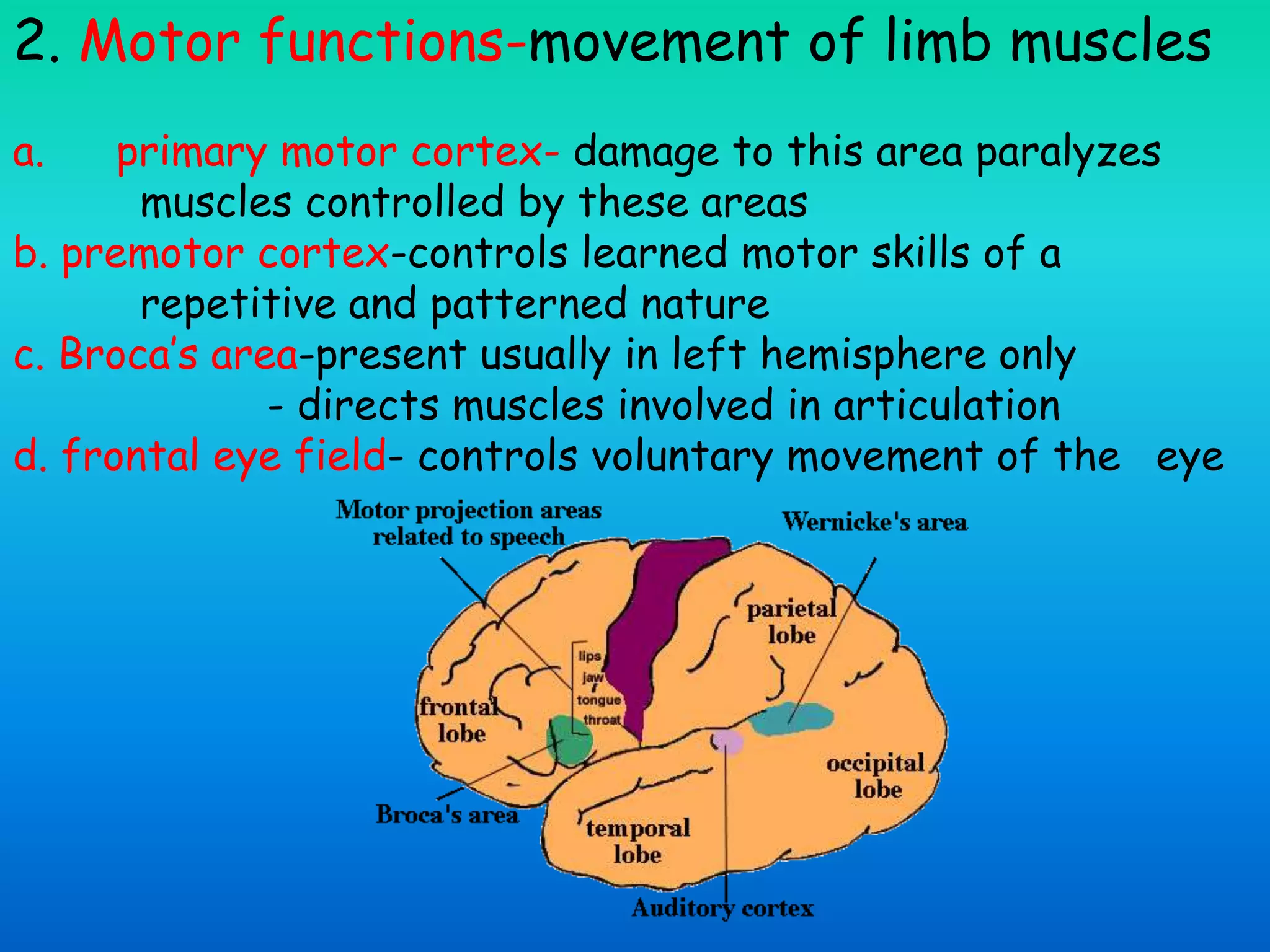 2. Motor functions-movement of limb muscles
a. primary motor cortex- damage to this area paralyzes
muscles controlled by these areas
b. premotor cortex-controls learned motor skills of a
repetitive and patterned nature
c. Broca’s area-present usually in left hemisphere only
- directs muscles involved in articulation
d. frontal eye field- controls voluntary movement of the eye
 