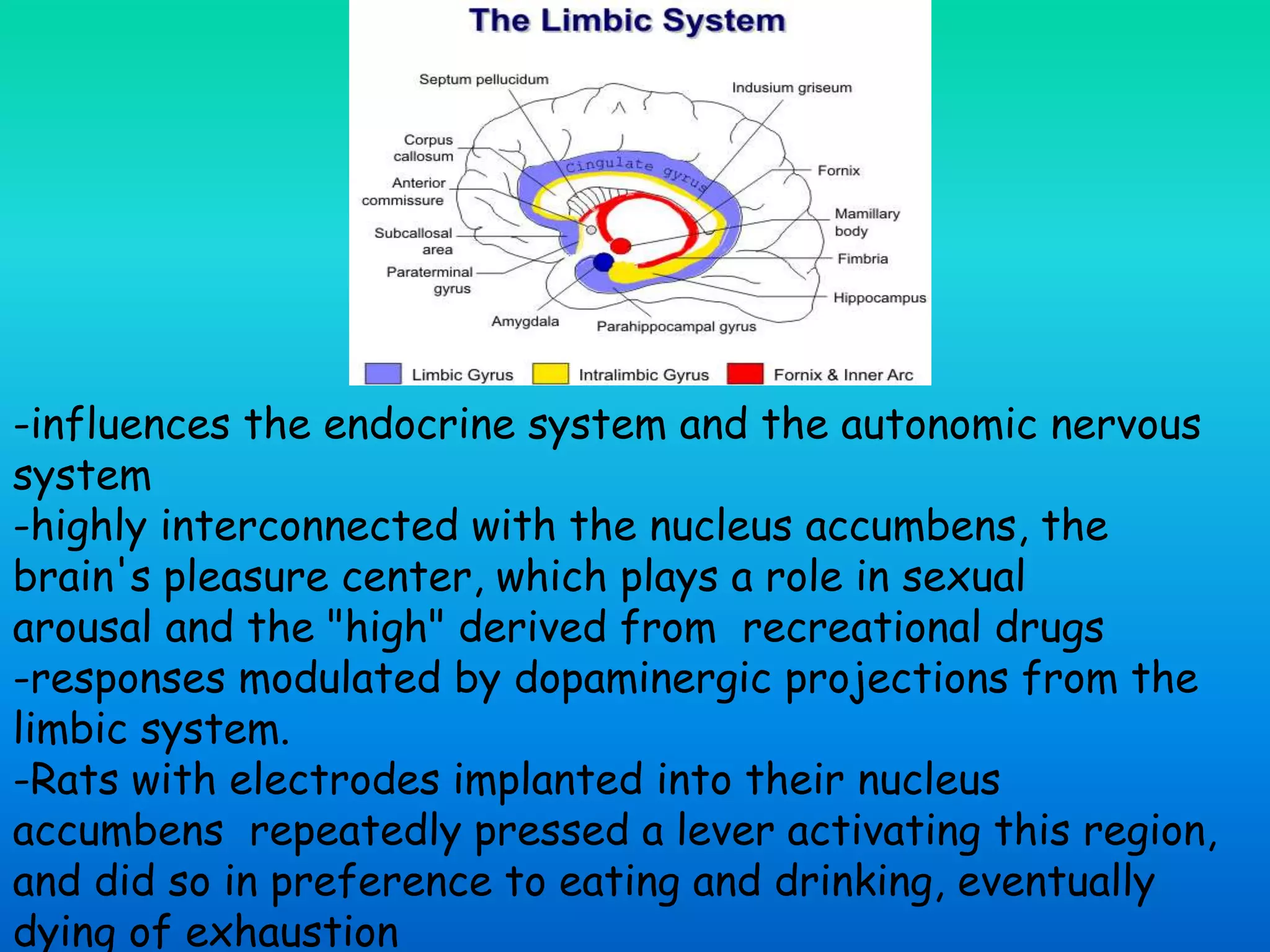 -influences the endocrine system and the autonomic nervous
system
-highly interconnected with the nucleus accumbens, the
brain's pleasure center, which plays a role in sexual
arousal and the "high" derived from recreational drugs
-responses modulated by dopaminergic projections from the
limbic system.
-Rats with electrodes implanted into their nucleus
accumbens repeatedly pressed a lever activating this region,
and did so in preference to eating and drinking, eventually
dying of exhaustion
 