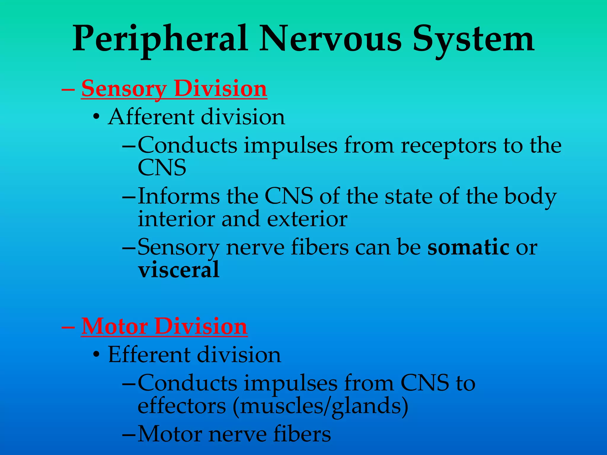 Peripheral Nervous System
– Sensory Division
• Afferent division
–Conducts impulses from receptors to the
CNS
–Informs the CNS of the state of the body
interior and exterior
–Sensory nerve fibers can be somatic or
visceral
– Motor Division
• Efferent division
–Conducts impulses from CNS to
effectors (muscles/glands)
–Motor nerve fibers
 