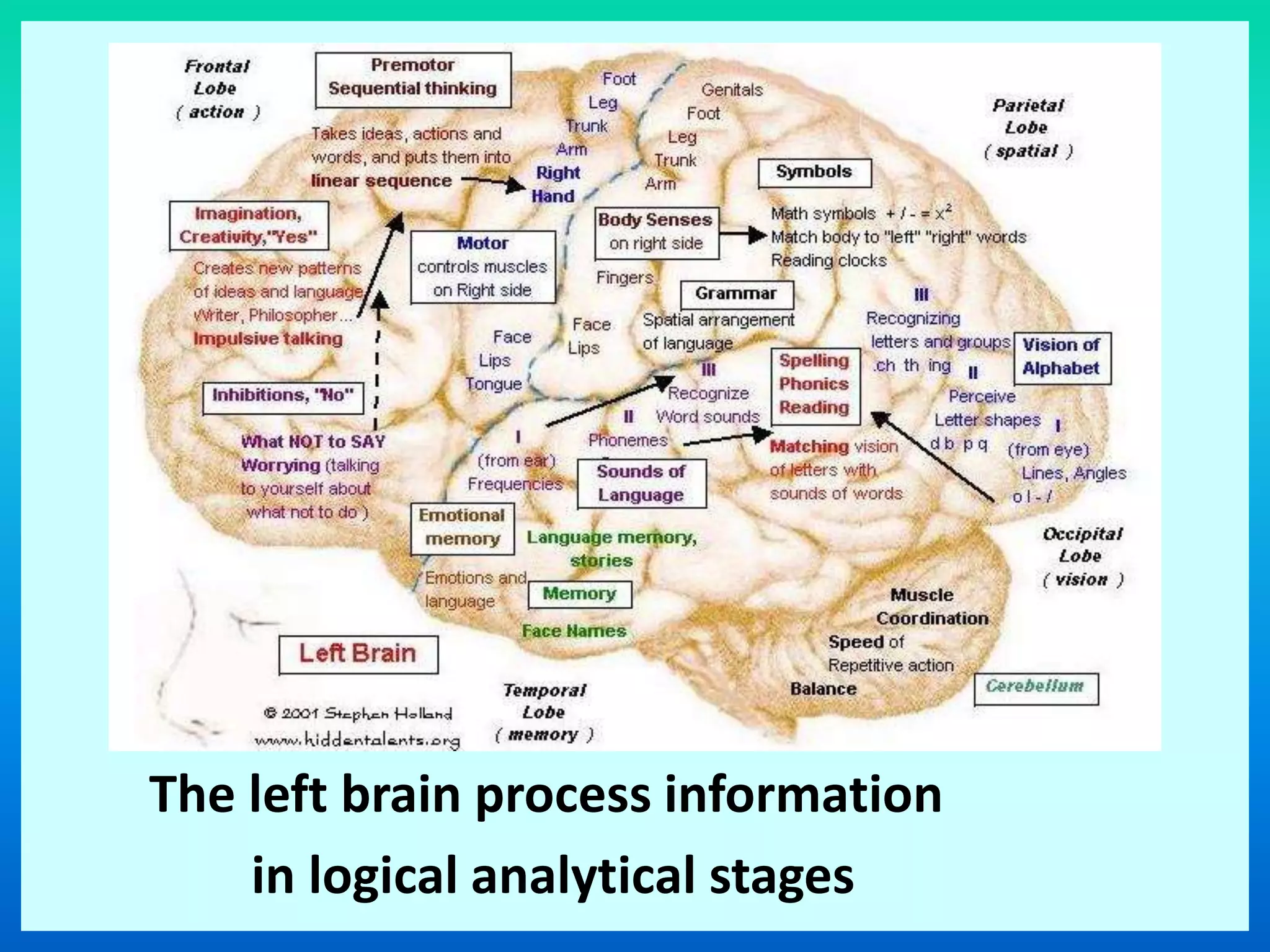 The left brain process information
in logical analytical stages
 
