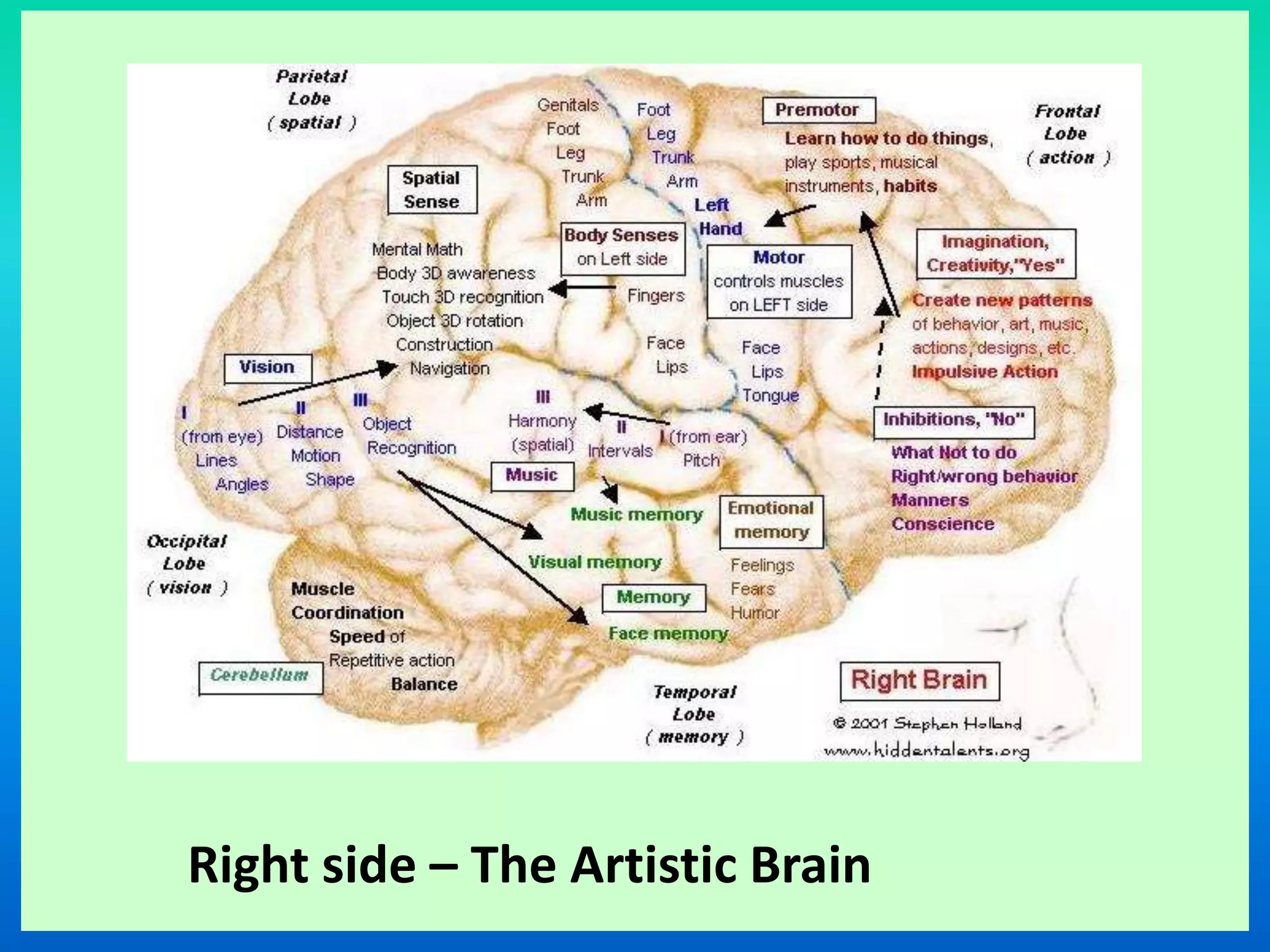 Right side – The Artistic Brain
 