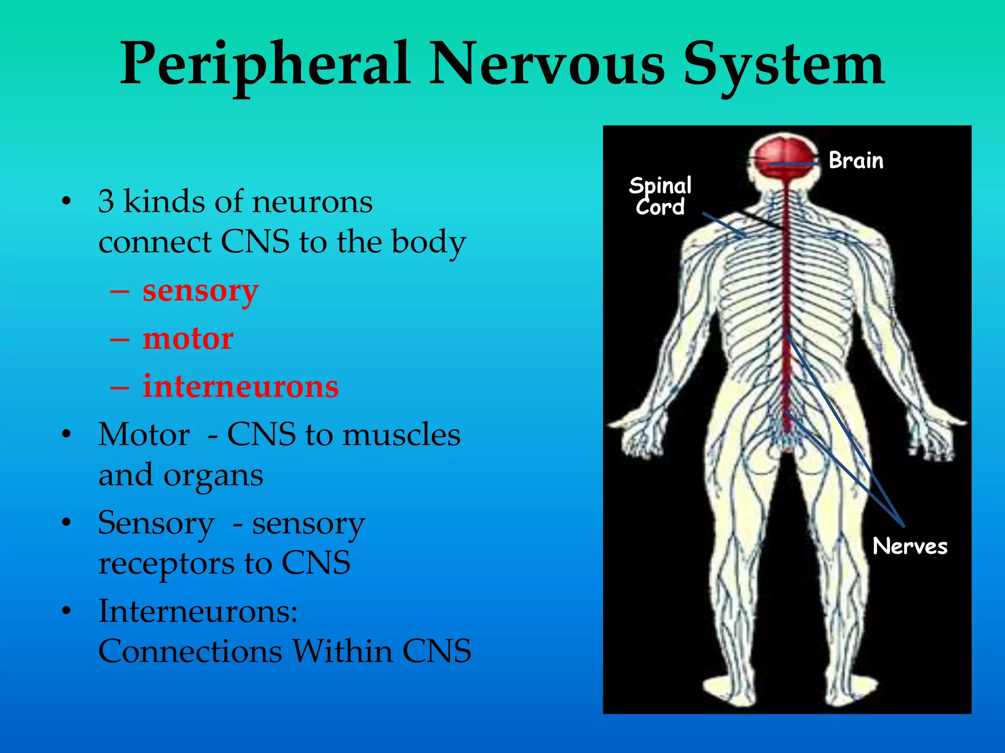 Peripheral Nervous System
• 3 kinds of neurons
connect CNS to the body
– sensory
– motor
– interneurons
• Motor - CNS to muscles
and organs
• Sensory - sensory
receptors to CNS
• Interneurons:
Connections Within CNS
Spinal
Cord
Brain
Nerves
 