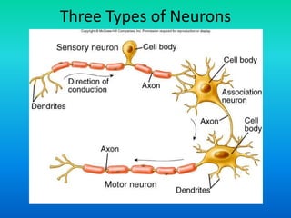 Three Types of Neurons
 