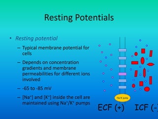 Resting Potentials
• Resting potential
– Typical membrane potential for
cells
– Depends on concentration
gradients and membrane
permeabilities for different ions
involved
– -65 to -85 mV
– [Na+] and [K+] inside the cell are
maintained using Na+/K+ pumps
ICF (-)ECF (+)
Na/K pump
 