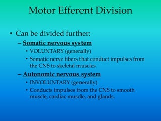 Motor Efferent Division
• Can be divided further:
– Somatic nervous system
• VOLUNTARY (generally)
• Somatic nerve fibers that conduct impulses from
the CNS to skeletal muscles
– Autonomic nervous system
• INVOLUNTARY (generally)
• Conducts impulses from the CNS to smooth
muscle, cardiac muscle, and glands.
 