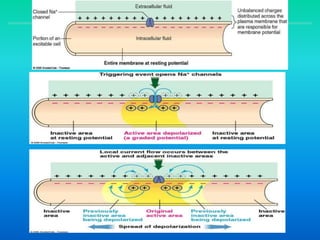 Neuronal Physiology
Graded Potentials
 