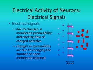 Electrical Activity of Neurons:
Electrical Signals
• Electrical signals
– due to changes in
membrane permeability
and altering flow of
charged particles
– changes in permeability
are due to changing the
number of open
membrane channels
-70 mV-30 mV
 