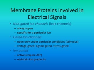 Membrane Proteins Involved in
Electrical Signals
• Non-gated ion channels (leak channels)
– always open
– specific for a particular ion
• Gated Ion channels
– open only under particular conditions (stimulus)
– voltage-gated, ligand-gated, stress-gated
• Ion pumps
– active (require ATP)
– maintain ion gradients
 