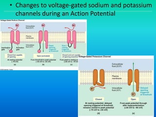 • Changes to voltage-gated sodium and potassium
channels during an Action Potential
 