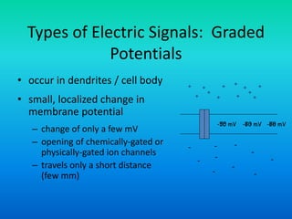 Types of Electric Signals: Graded
Potentials
• occur in dendrites / cell body
• small, localized change in
membrane potential
– change of only a few mV
– opening of chemically-gated or
physically-gated ion channels
– travels only a short distance
(few mm)
+
+
+
++
+
-
-
-
- -
-
-
+
+
+
++
+
-
-
-
-70 mV -70 mV -70 mV-55 mV -63 mV -68 mV
 