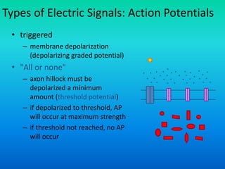 Types of Electric Signals: Action Potentials
• triggered
– membrane depolarization
(depolarizing graded potential)
• "All or none"
– axon hillock must be
depolarized a minimum
amount (threshold potential)
– if depolarized to threshold, AP
will occur at maximum strength
– if threshold not reached, no AP
will occur
+
+
+
+
+
+
+
+
+
+
+ +
+
+
+
+
+
+
+
+
+
+
+
+
+
+
+
+
+
+
+
+ +
 