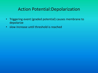 • Triggering event (graded potential) causes membrane to
depolarize
• slow increase until threshold is reached
Action Potential:Depolarization
 