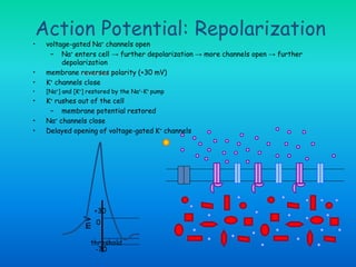 mV
0
-70
+30
threshold
• voltage-gated Na+ channels open
– Na+ enters cell → further depolarization → more channels open → further
depolarization
• membrane reverses polarity (+30 mV)
• K+ channels close
• [Na+] and [K+] restored by the Na+-K+ pump
• K+ rushes out of the cell
– membrane potential restored
• Na+ channels close
• Delayed opening of voltage-gated K+ channels
Action Potential: Repolarization
 