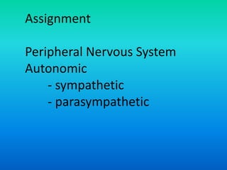 Assignment
Peripheral Nervous System
Autonomic
- sympathetic
- parasympathetic
 