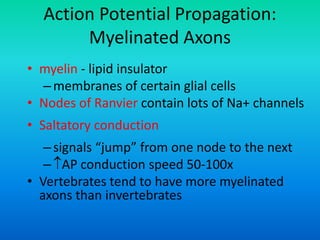 Action Potential Propagation:
Myelinated Axons
• myelin - lipid insulator
–membranes of certain glial cells
• Nodes of Ranvier contain lots of Na+ channels
• Saltatory conduction
–signals “jump” from one node to the next
–AP conduction speed 50-100x
• Vertebrates tend to have more myelinated
axons than invertebrates
 
