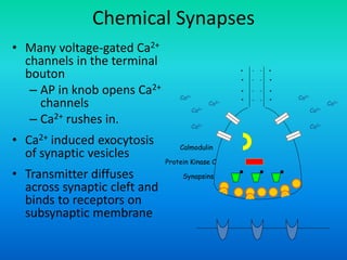Chemical Synapses
• Many voltage-gated Ca2+
channels in the terminal
bouton
– AP in knob opens Ca2+
channels
– Ca2+ rushes in.
• Ca2+ induced exocytosis
of synaptic vesicles
• Transmitter diffuses
across synaptic cleft and
binds to receptors on
subsynaptic membrane
Ca2+
Ca2+
Ca2+
Ca2+
Ca2+
Ca2+
Ca2+
Ca2+
Calmodulin
Protein Kinase C
Synapsins
+
+
+
+
+
+
+
+ --
--
--
--
 