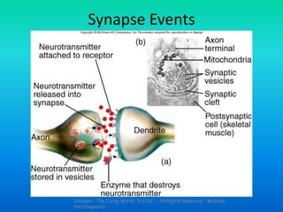 Johnson - The Living World: 3rd Ed. - All Rights Reserved - McGraw
Hill Companies
Synapse Events
 
