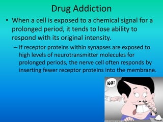 Drug Addiction
• When a cell is exposed to a chemical signal for a
prolonged period, it tends to lose ability to
respond with its original intensity.
– If receptor proteins within synapses are exposed to
high levels of neurotransmitter molecules for
prolonged periods, the nerve cell often responds by
inserting fewer receptor proteins into the membrane.
 
