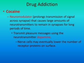 Drug Addiction
• Cocaine
– Neuromodulator (prolongs transmission of signal
across synapse) that causes large amounts of
neurotransmitters to remain in synapses for long
periods of time.
• Transmit pleasure messages using the
neurotransmitter dopamine.
–Nerve cells may eventually lower the number of
receptor proteins on surface.
 