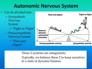 Autonomic Nervous System
• Can be divided into:
– Sympathetic
Nervous
System
• “Fight or Flight”
– Parasympathetic
Nervous System
• “Rest and
Digest”
These 2 systems are antagonistic.
Typically, we balance these 2 to keep ourselves
in a state of dynamic balance.
 
