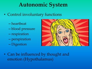 Autonomic System
• Control involuntary functions
– heartbeat
– blood pressure
– respiration
– perspiration
– Digestion
• Can be influenced by thought and
emotion (Hypothalamus)
 