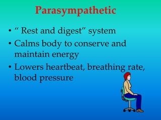 Parasympathetic
• “ Rest and digest” system
• Calms body to conserve and
maintain energy
• Lowers heartbeat, breathing rate,
blood pressure
 
