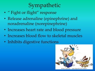 Sympathetic
• “ Fight or flight” response
• Release adrenaline (epinephrine) and
noradrenaline (norepinephrine)
• Increases heart rate and blood pressure
• Increases blood flow to skeletal muscles
• Inhibits digestive functions
 