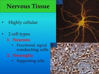 Nervous Tissue
• Highly cellular
• 2 cell types
1. Neurons
• Functional, signal
conducting cells
2. Neuroglia
• Supporting cells
1.
2.
 
